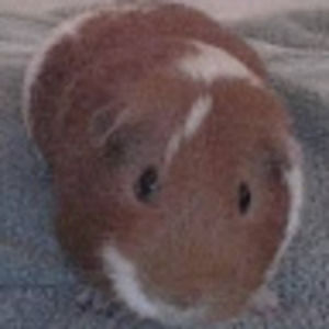 Meet your Posher, Lola